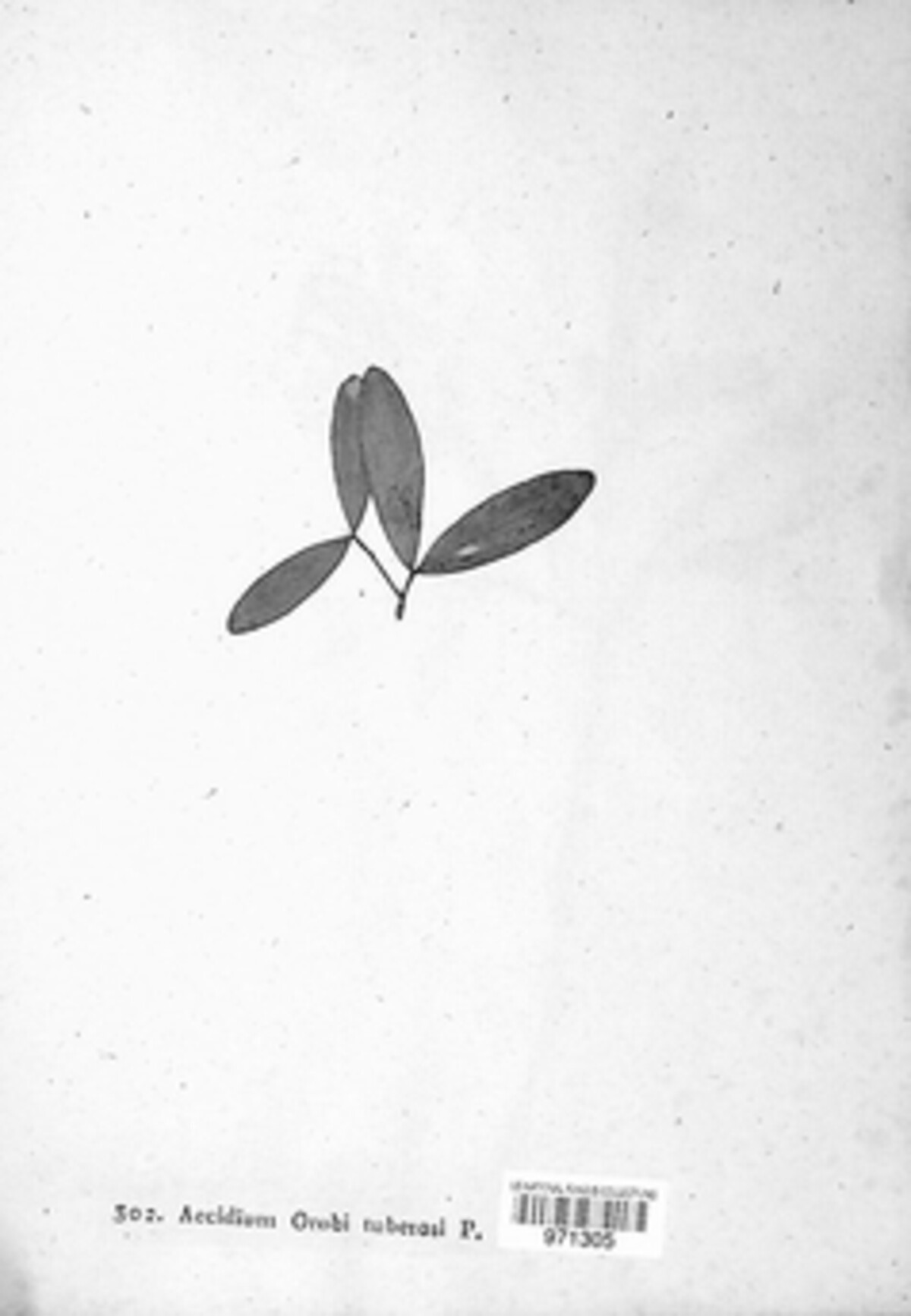 Uromyces orobi-tuberosi image
